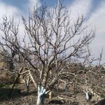 बारिश-बर्फबारी नहीं होने से सेब उत्पादकों की बढ़ी चिंता