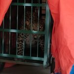 मासूम के कातिल की पुष्टि के लिए ’फॉरेंसिक जांच’ का इंतजार