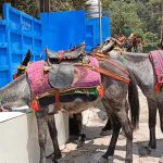 घोड़ा-खच्चर संचालन से केदारनाथ यात्रा बनी अधिक सुगम