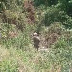 अनियंत्रित होकर खाई में गिरी कार, महिला की मौत, चार लोग घायल